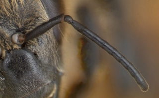 Antenne der Arbeiterin der Honigbiene